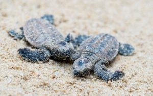 Hawksbill Turtle babies