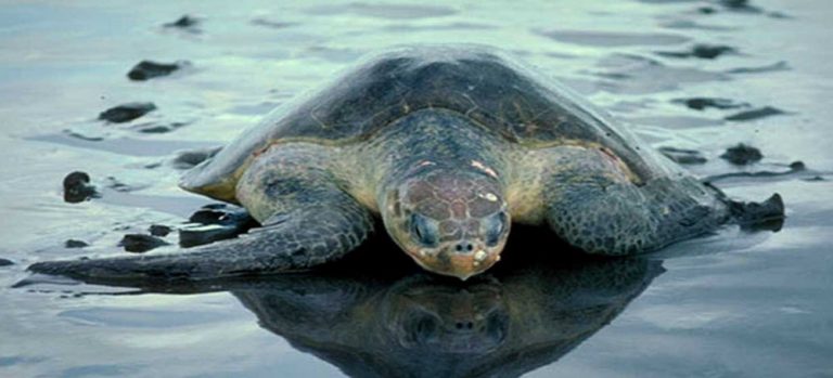 olive-ridley-sea-turtle-ocean-treasures-memorial-library